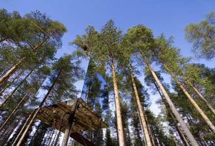 Sleep among the treetops at Treehotel